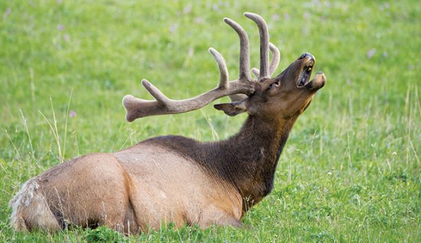 YTTOrganization's tweet image. Hear the Bugle of Yellowstone Elk During Fall Rutting Season
yellowstonepark.com/hear-elk-bugli… 
#elk #Yellowstone #bugling