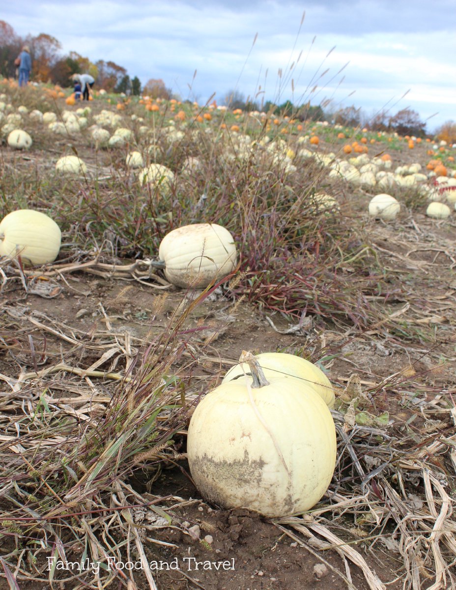 Wild pumpkins drained of their spice by illegal poachers. 