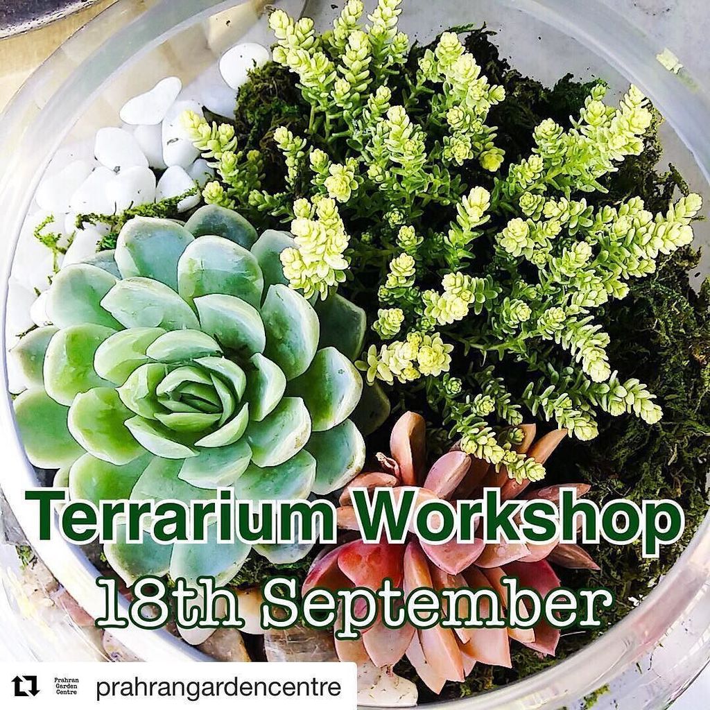 Are you interested in making your own terrarium? There will be another terrarium workshop … ift.tt/2cGnh6g