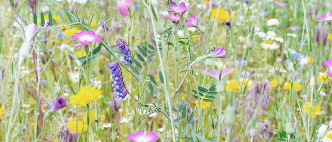 Zo gaan we de bijensterfte tegen (dus niet met een bijenkast op het balkon) decorrespondent.nl/5229/zo-gaan-w…