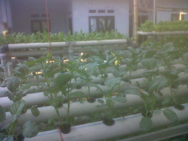 Yuurrr,,, sayuurrrrr