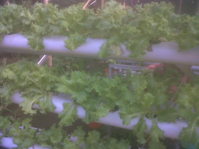 Bwt salad,,, tahu campur,,, burger,,, oishiii katta ne (Y)