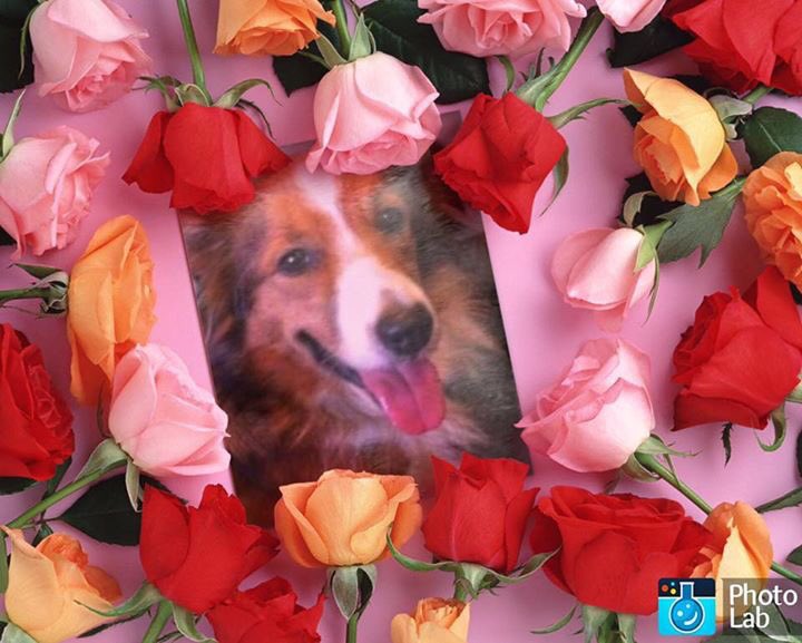 Happy 5th birthday <a href="/findskye/">Skye</a>  xxx