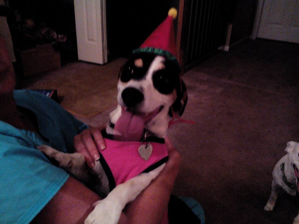 DipperNMezzo's tweet photo. Mama Barbie went to Bandits birthday party tonight. He is 42 in #animalyears I'll be 60 this year. He is #catchingup https://t.co/fl6hNq8XSc