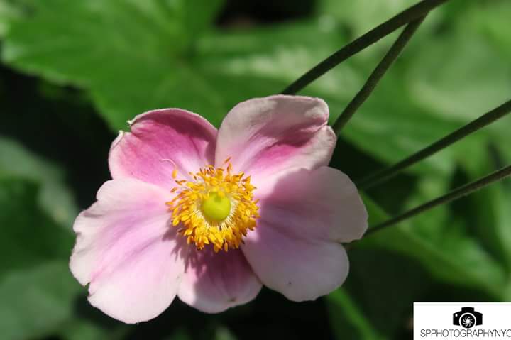 StacyPodelski's tweet photo. #photographer #photographer #SPPHOTOGRAPHYNYC #random #beingcreative p3 #imaphotographer #BookStacy https://t.co/5khcxDo1ks