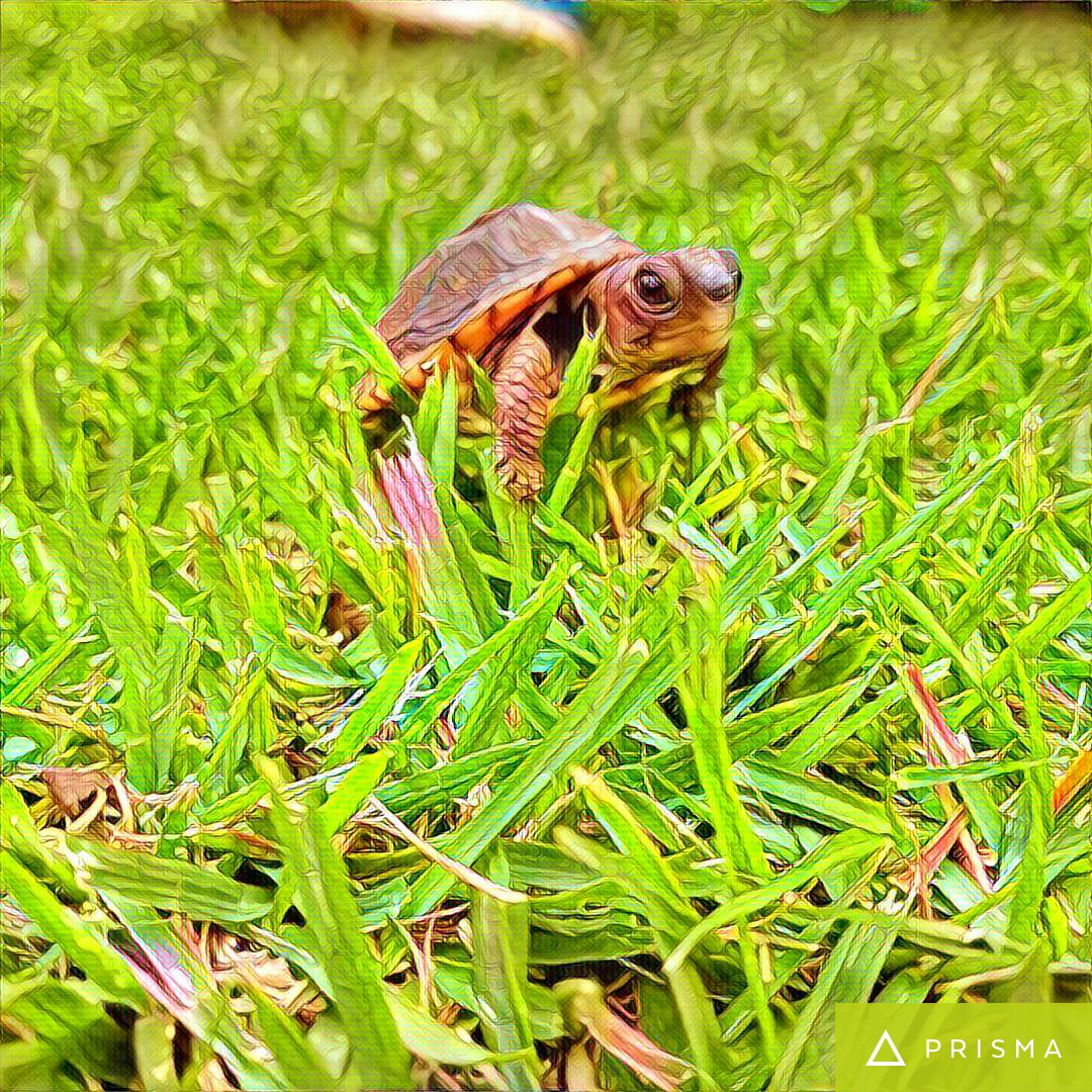RacStrong's tweet image. @InouyeES Ts encouraged to try @PrismaAI app today for #techtipsthursday. Taco the turtle! @Michelle_Colte @MrsC758