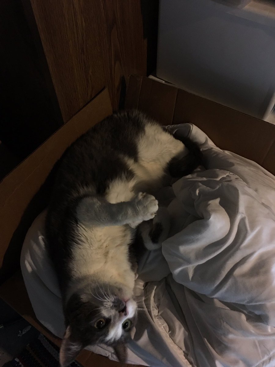 Titter (@Titter_Cat) / Posts / X