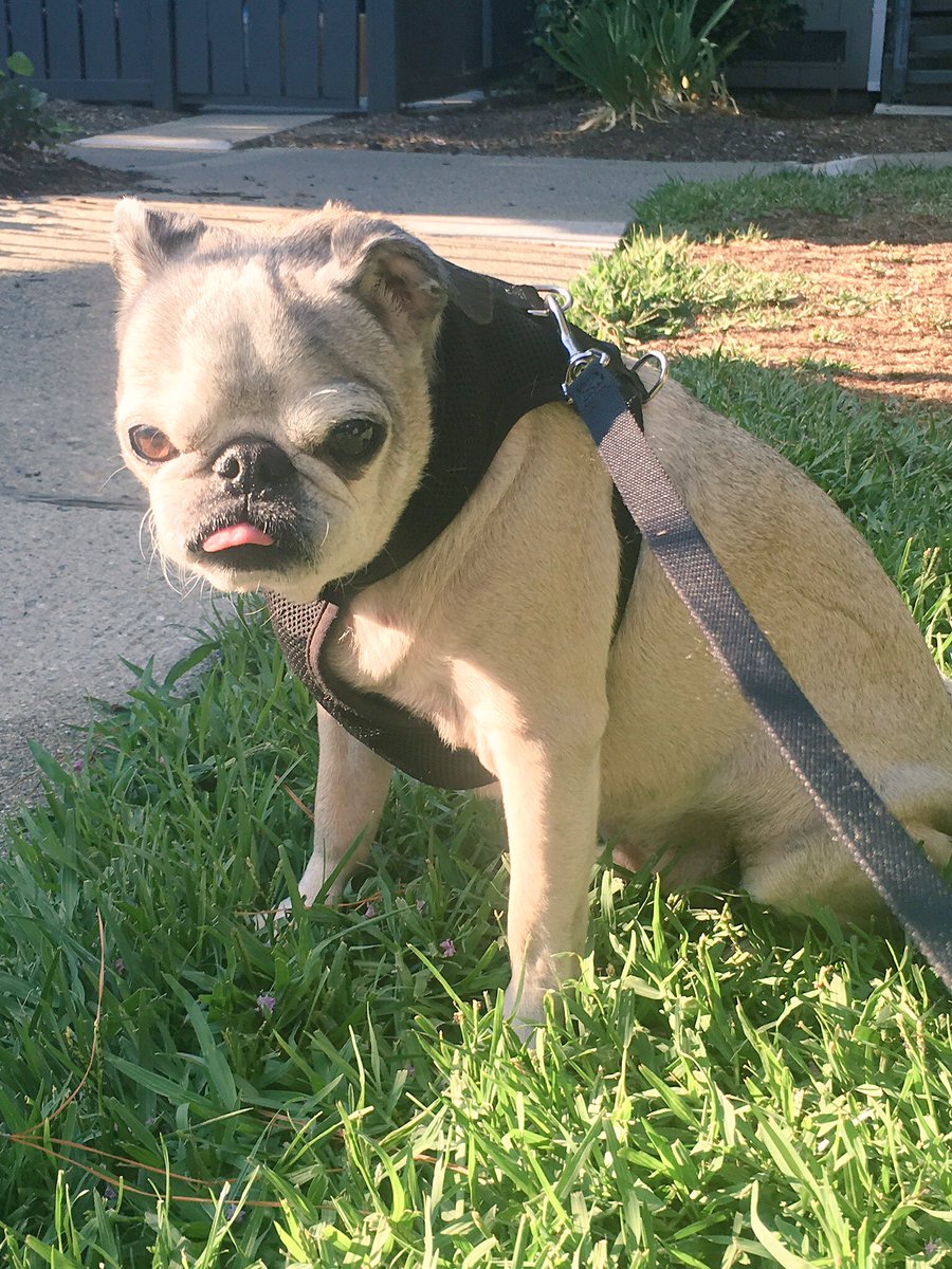 freelemily3's tweet photo. Cave canem! #spiritanimal #pugsnotdroogs #requiredlatinrelatedtweet https://t.co/fCjuJWbxHM