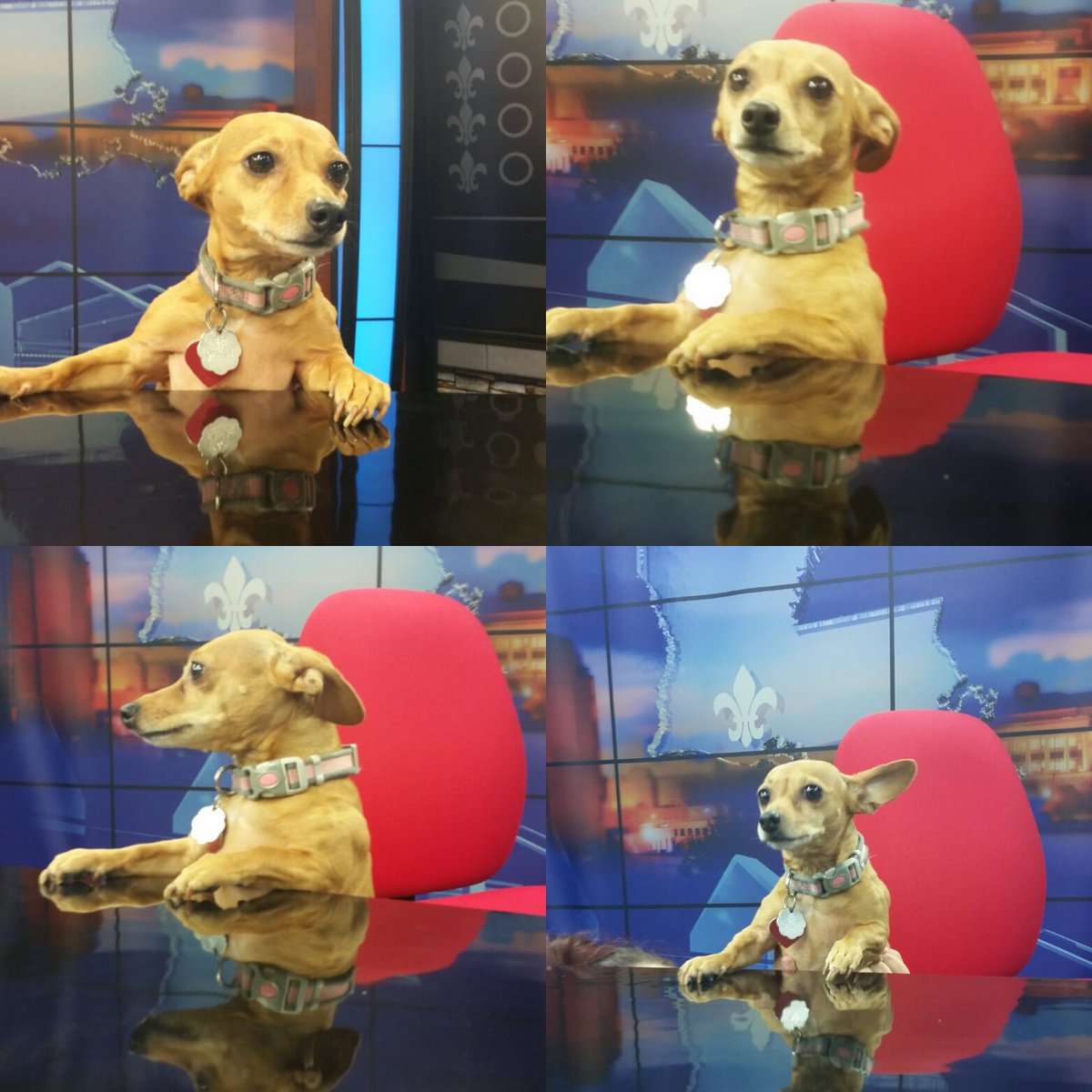 thedanigrossman's tweet photo. Look who is taking over the #anchor duties tonight! #princessthepup #stationvisit #klaf #acadiana #lafayette https://t.co/Sj8YcGYr0q