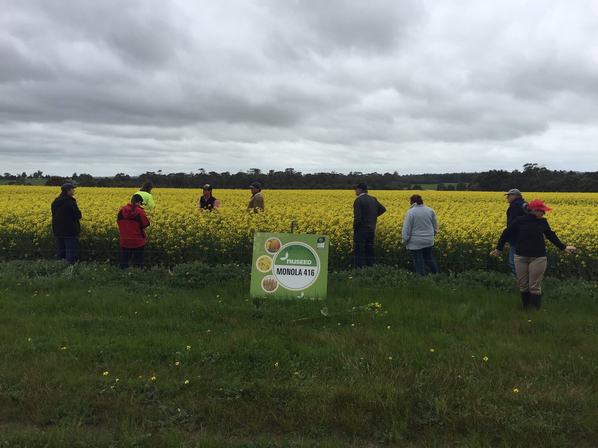 Cheers <a href="/Matthewbell205/">Matthew Bell</a> for the chance talk and showcase @NuseedAustralia Monola $$ grower benefits at Kojonup today