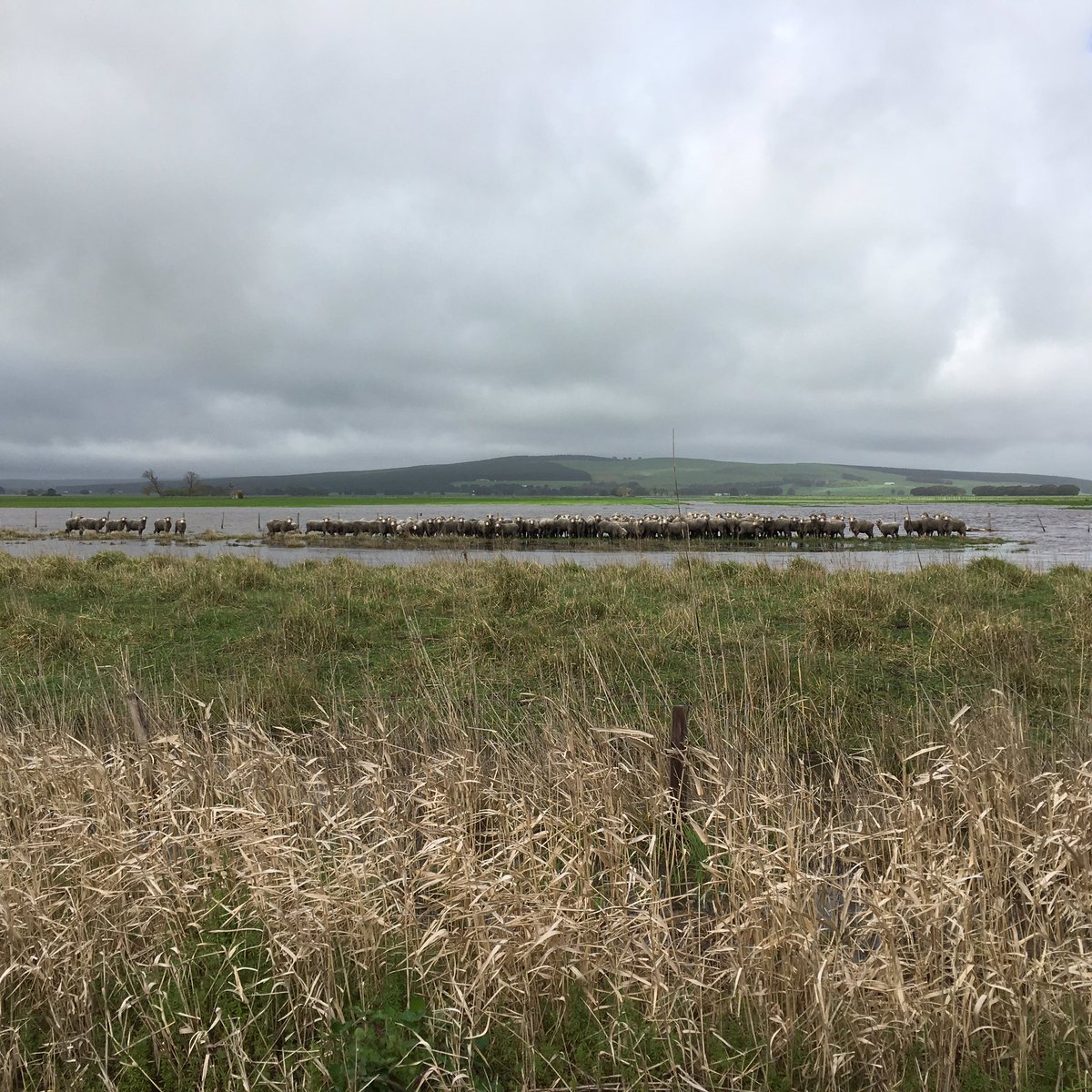 millicentfarm's tweet photo. Stranded! 93mm = unhappy sheep #drainoverflow https://t.co/Y15WBVJLhr