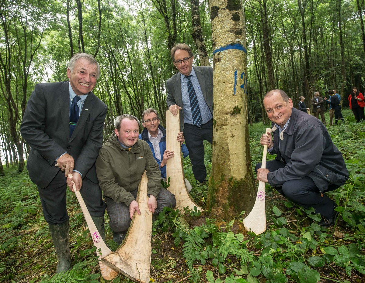 officialgaa's tweet photo. GAA Ash Society begin harvesting of hurley butts>>https://t.co/5tpmwwHvN1 https://t.co/p15J3K7eFe