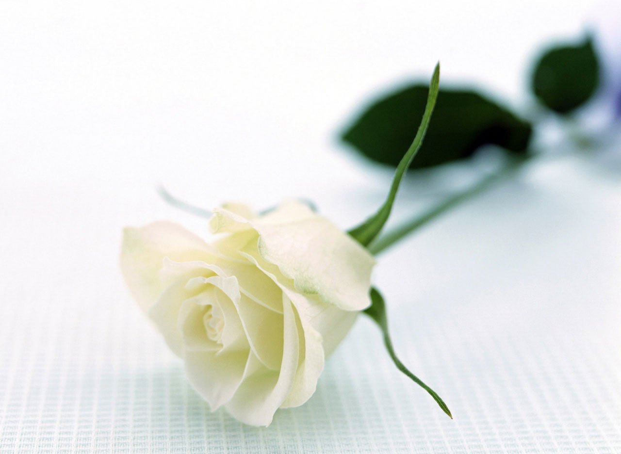 Gumは旅に出ました En Twitter この白薔薇をあなたに 花言葉は 相思相愛 始末橙独占依存敬語猟奇殺人鬼 あ 折れてもうた ほんまの意味は あなたの死を望む Rtしたnrさんbotさんフォローする T Co 41gorqig4u Twitter