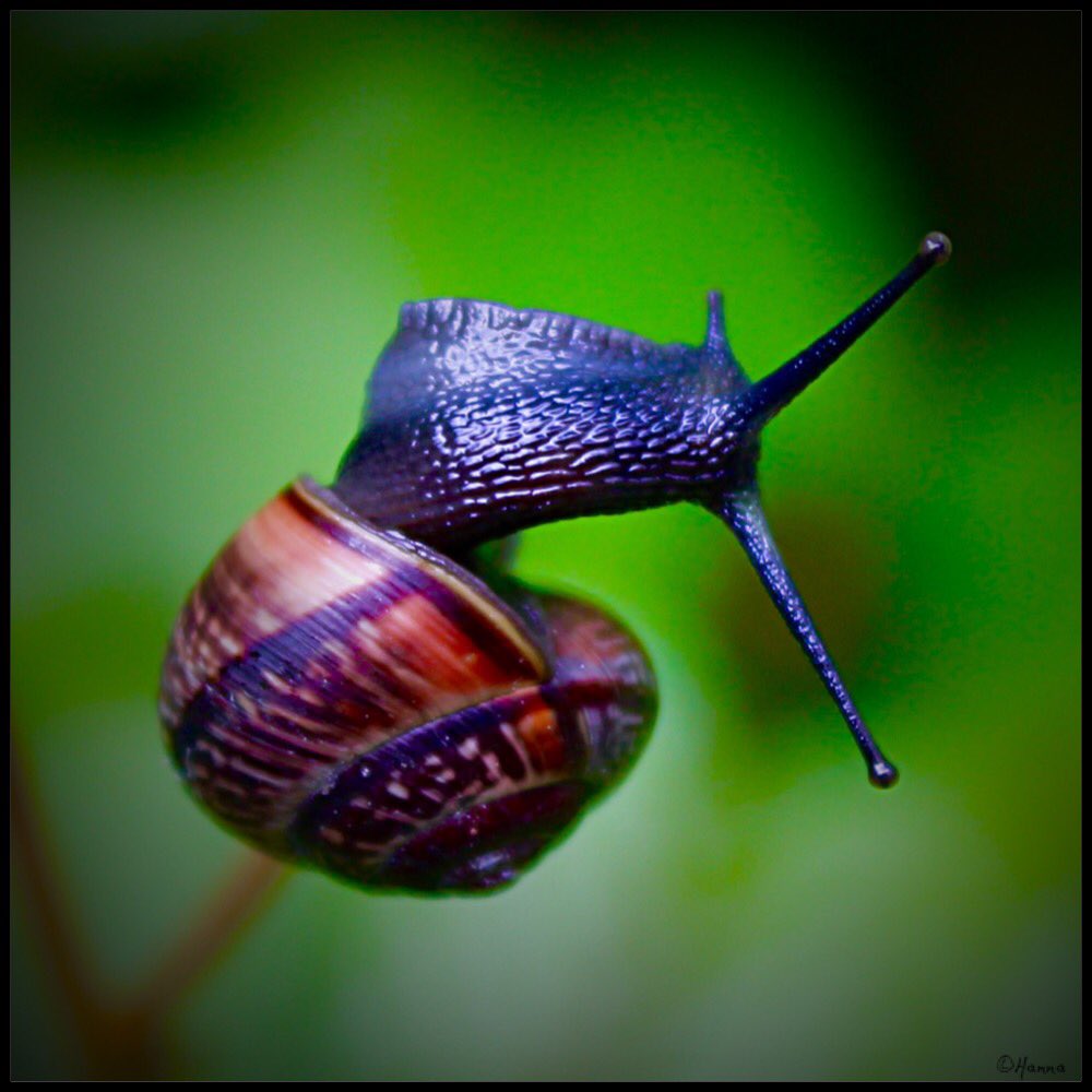 ormenx's tweet image. Let's dance, it's Friday🎉@pic_oso @Koksalakn @MacroPhotoFun @photography @Photo5065 @Chrisdexter1 @Photogrphy4Life