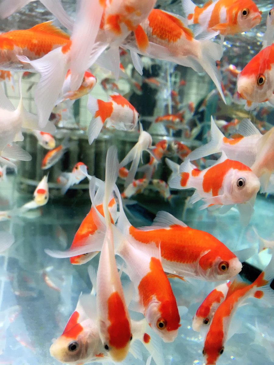 キタニタツヤ Tatsuya Kitani V Twitter 本郷にある 金魚坂 という喫茶店に行ってきた 金魚 や錦鯉の卸問屋さんが経営しているお店で 綺麗な金魚があちこち泳いでました