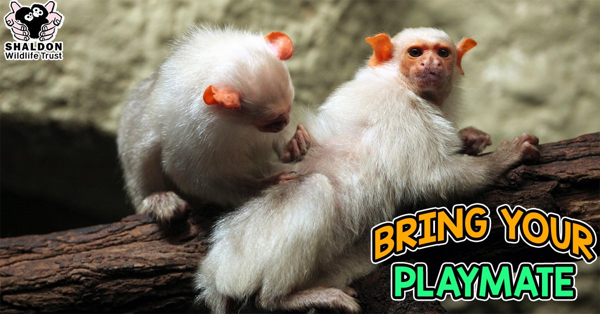 Bring a playmate to visit our wild and wonderful animals! Have a zoo-per day! Visit bit.ly/ShaldonZoo #Devon