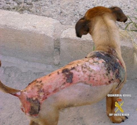 guardiacivil's tweet photo. “La civilización de un pueblo se mide en la forma en que tratamos a los animales” ¿Cómo los tratas tú? https://t.co/sLPLZBBPqo