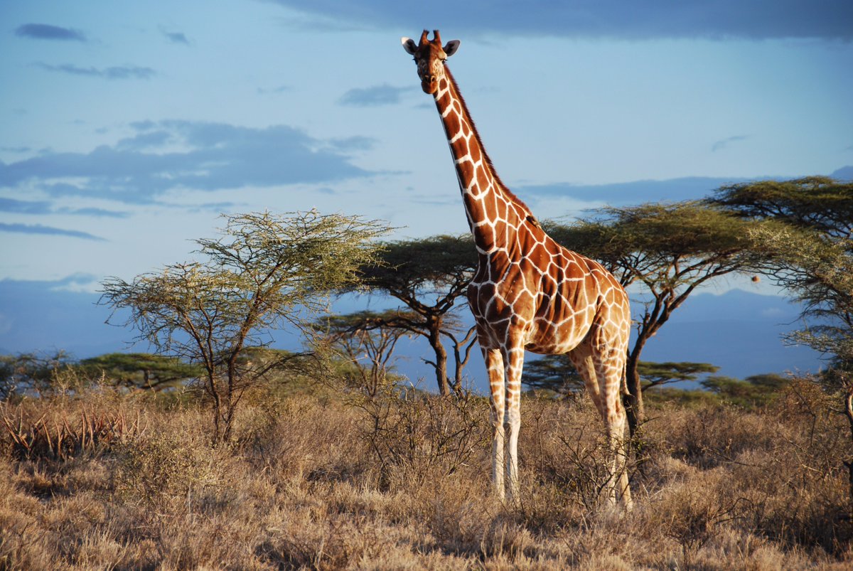 4 espèces de girafes, et non une ! C'est fou qu'on ne s'en rende compte que maintenant... 
bit.ly/2cirGOs