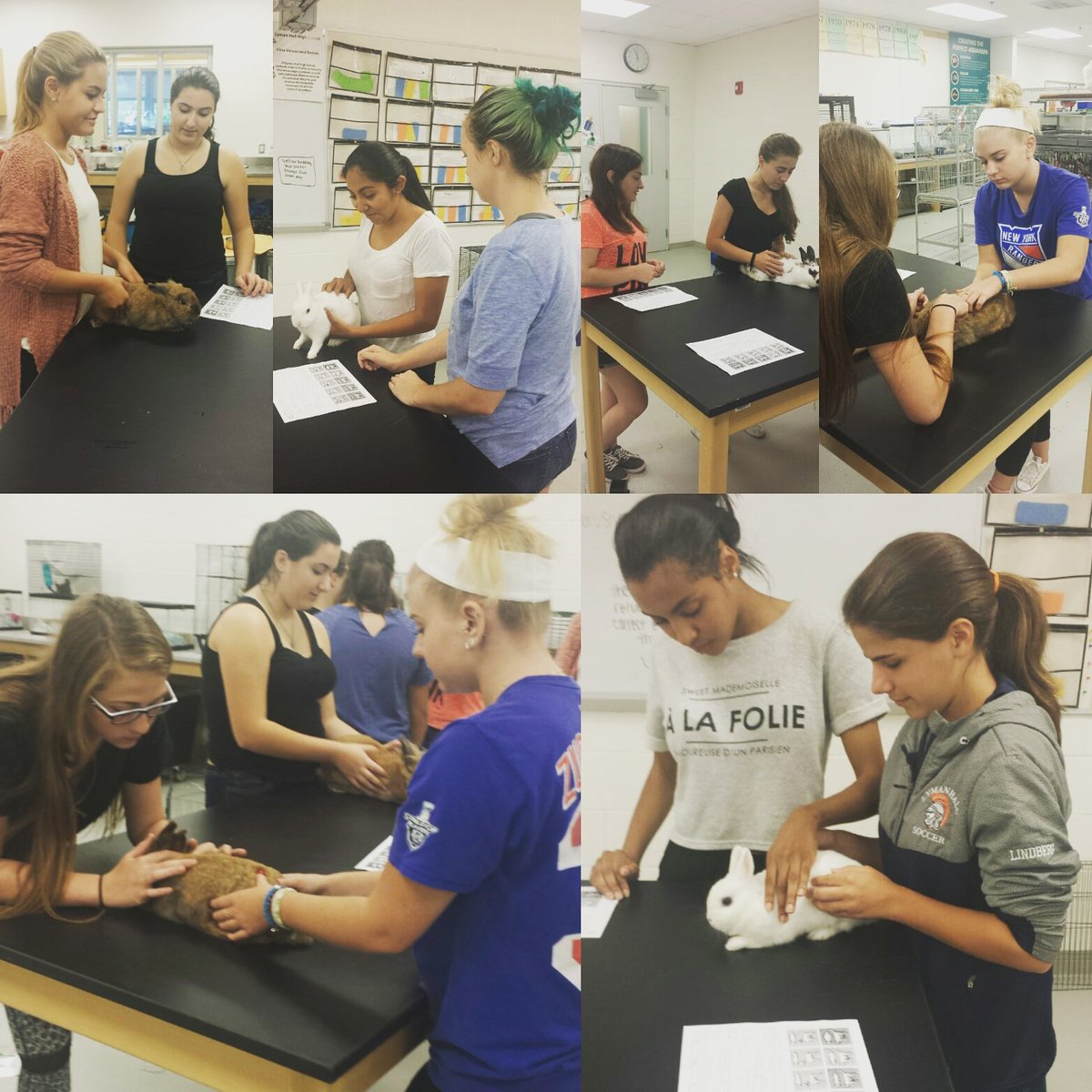 LHAgSci's tweet photo. Animal Science seniors worked to determine body condition scores for an advanced grooming unit this week. https://t.co/dLYyB1ZWo3