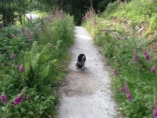 @WelcomDog November  - your dog will stay free. #Torren wood is perect setting w/ acres to safely explore. (max 2)