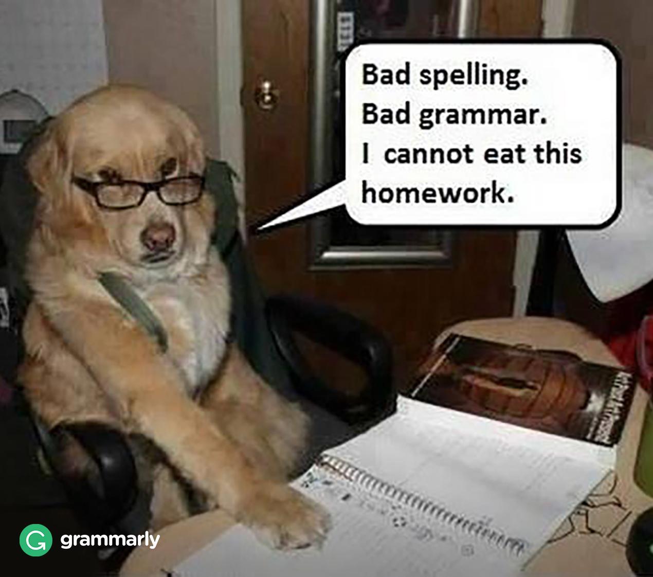 Grammarly on Twitter: "Grammar dog is harsh!…