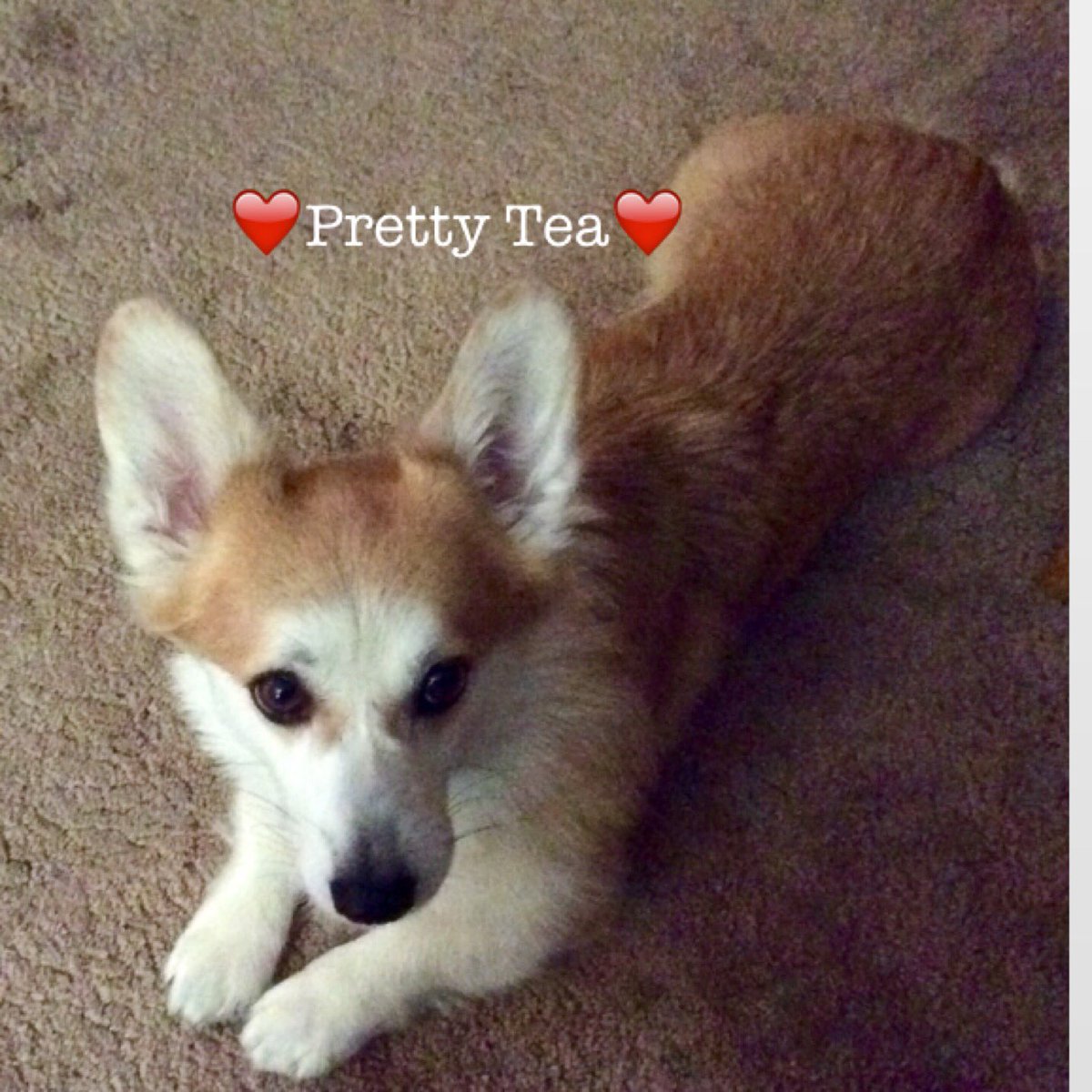 sinfromgin's tweet image. My beautiful new addition! Ch. Mystical All Things Considered. In love! #pembrokewelshcorgi