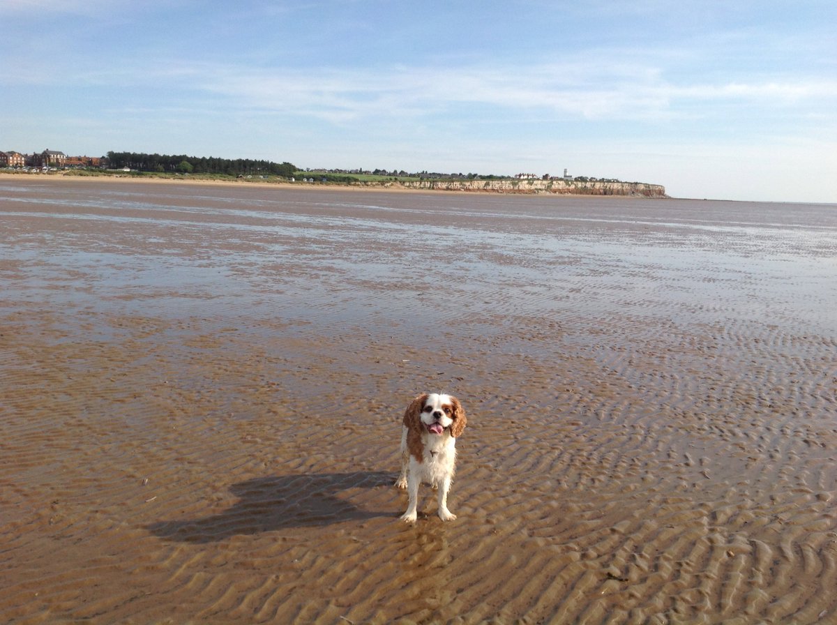 For the best  #dogfriendlybeaches in #norfolk check out thebarkingbugle.co.uk/doggy-tourist-…  woofs Gizmo Repawter