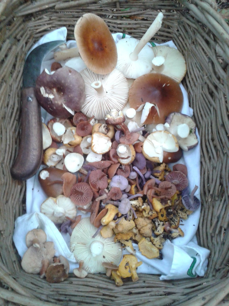 AlfordMartin's tweet photo. This morning on the Mendips 6.30am! #foraging #wildmushrooms # Russula #decivers # Grisette #ceps https://t.co/0GTVLGja0m