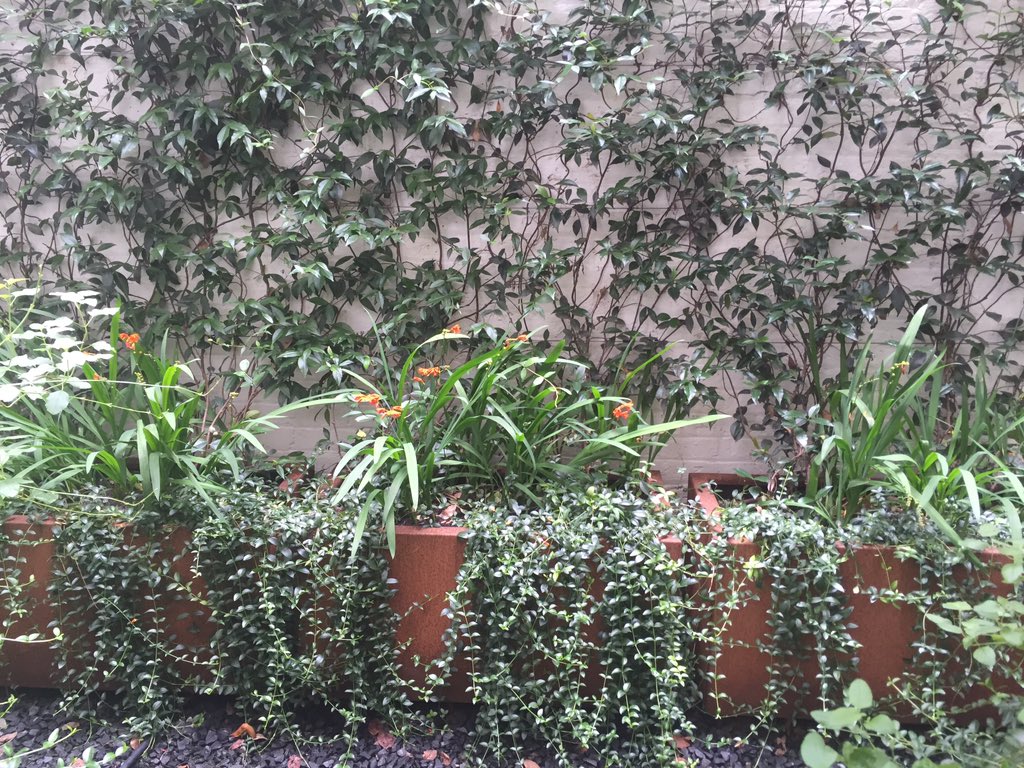 MakeArchitects's tweet image. Luckily the flowers in our studio garden have bloomed in time! #biophelia