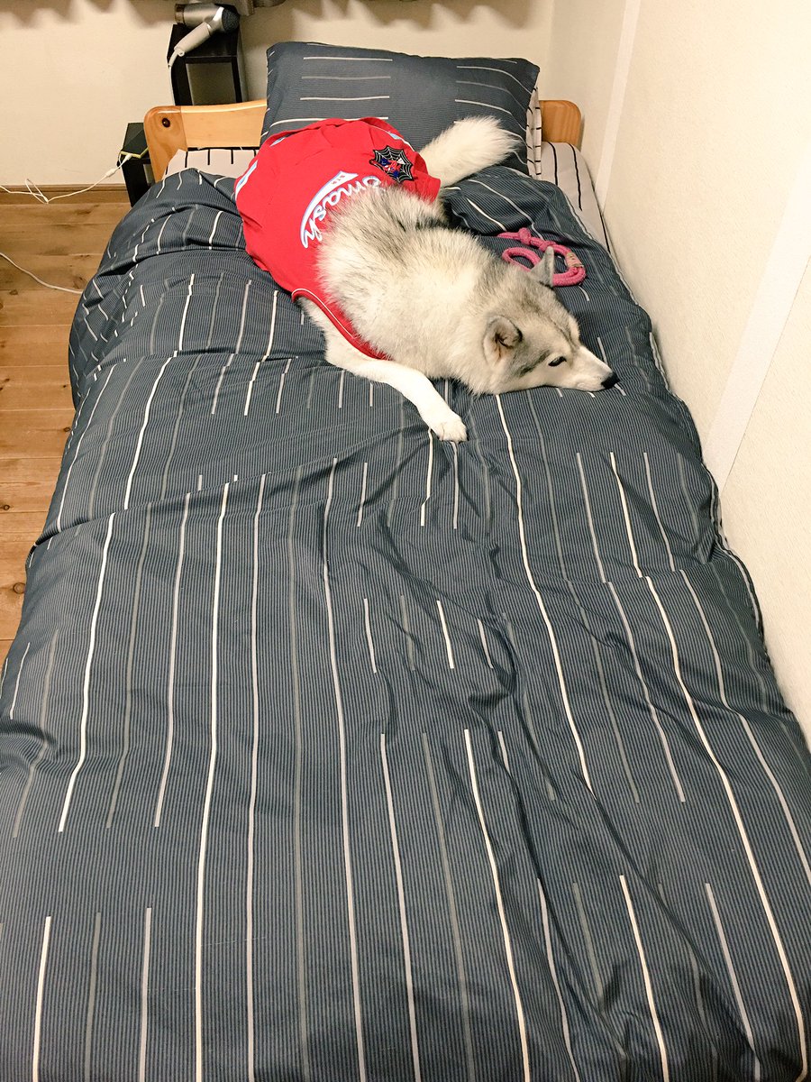 ハマジ 昨日泊まったペンションのベッドーーーー 犬と寝て良いベッドー 一緒に寝たらとっても落ち着きなくなった ので備え付けケージに入れたらスッと寝たシル子 そんなわけで一緒に寝てない ハマジ 昨日泊まったペンションのベッドーーーー 犬と寝て良いベッドー 一緒に寝たらとっても落ち着きなくなった ので備え付けケージに入れたらスッと寝たシル子 そんなわけで一緒に寝てない
