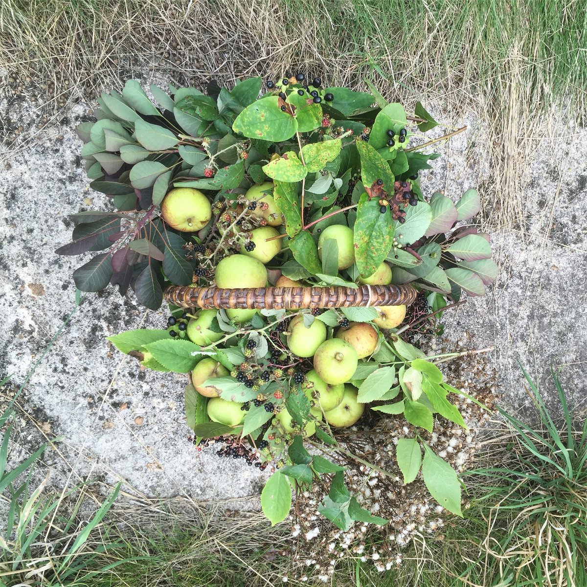 spot the basket..all in the name of our foraged feast tonight with <a href="/thelarderhouse/">THE LARDER HOUSE</a>, please don't rain #foraging