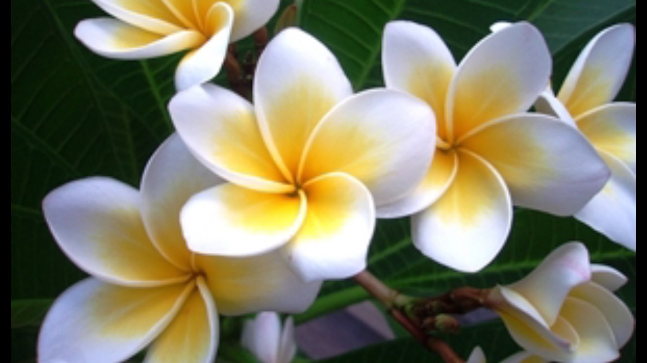 執事眼鏡eyemirror Kamuroよりplumeria プルメリア のご紹介で御座います 装飾品の レイ に使われるハワイを代表する花 プルメリアをモチーフとした可愛らしいフレーム 花言葉の通り お顔に 気品 を与えてくれるフレームで御座います