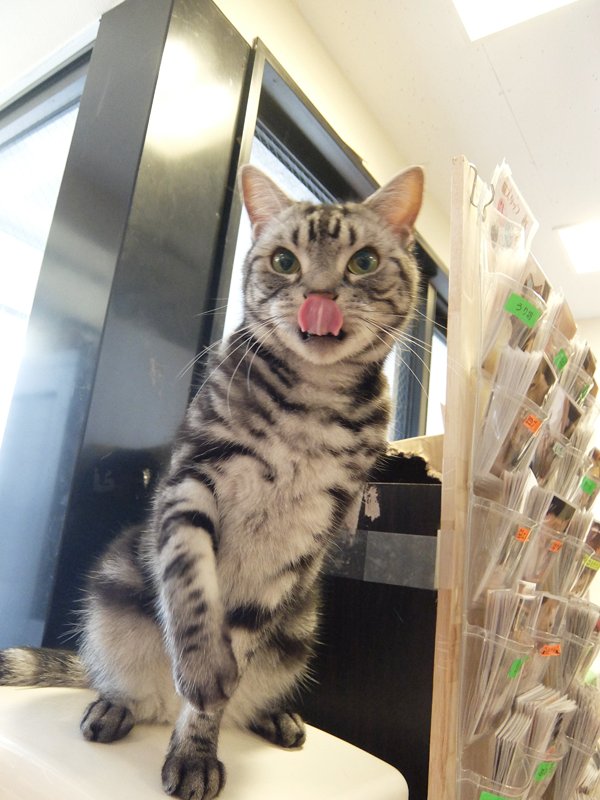 はむこ 猫カフェ写真 Auf Twitter 猫まるカフェ上野の凛太朗くん 最近サボり気味だったそうですが 持って行ったおもちゃ を気に入ってくれてたくさんじゃれてくれました 普段遊ばない猫にハマるおもちゃを見つけると嬉しくなってしまう W 猫カフェ 猫まる