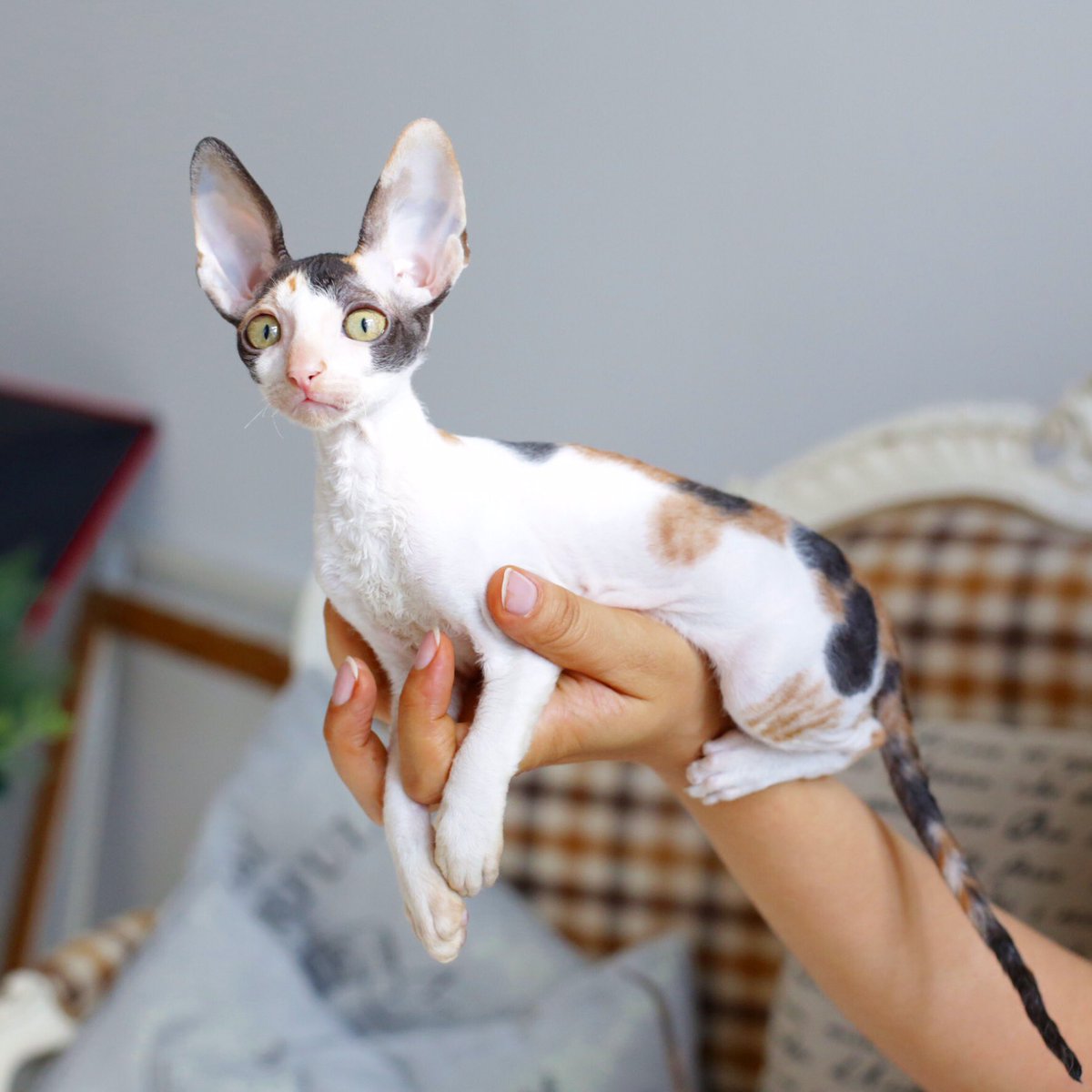 _DeoRex's tweet image. Завтра и послезавтра 10-11 сентября 2016, состоится выставка кошек и котят в Минске, Белэкспо. Мы ждем Вас!