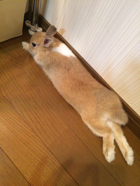 Mimimaru ざけんな こんちきしょー お口が悪いよ そもそも うさぎに飛行機は運転出来ません そもそも いつからパイロットになりたかったんだ しかし コッペパン感すごい ネザーランドドワーフ うさぎ もうすぐ6ヶ月