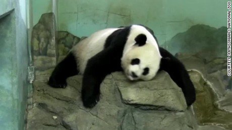 Panda_Reactions tweet picture