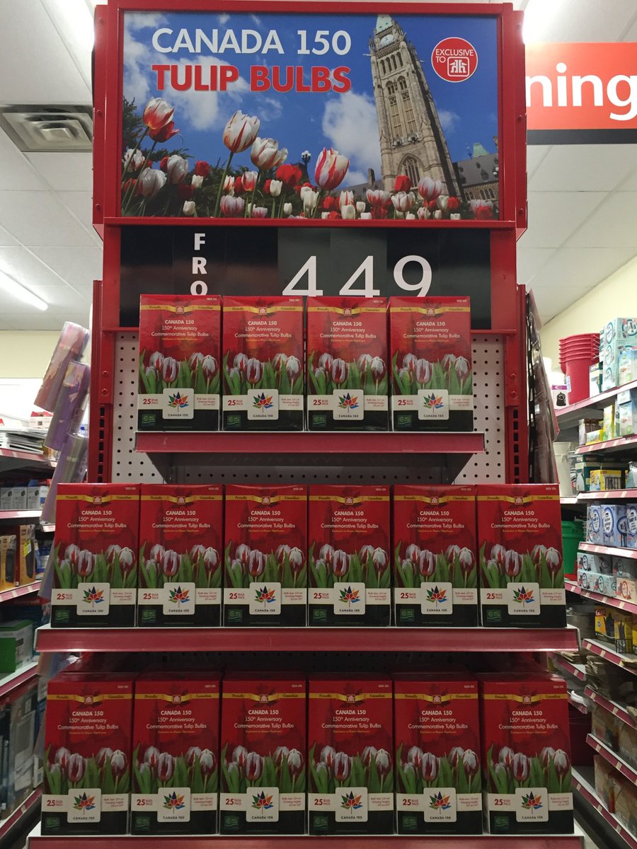 GlebeHH's tweet image. They have arrived!!!
Help decorate #Canada150 with these one-of-a-kind #tulips resembling our official flag!
