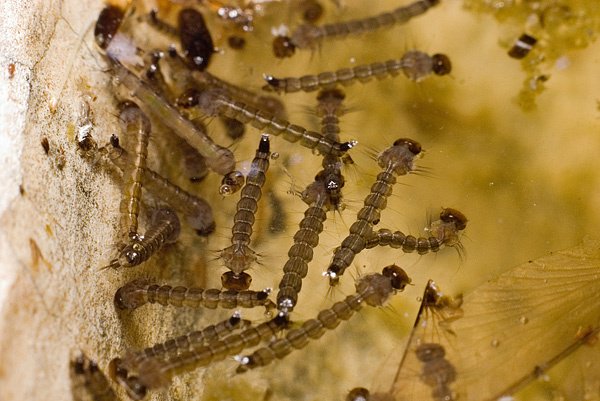 Tired of mosquitoes? Dump your standing water! Bird baths, buckets, old tires are all prime real estate for larvae.