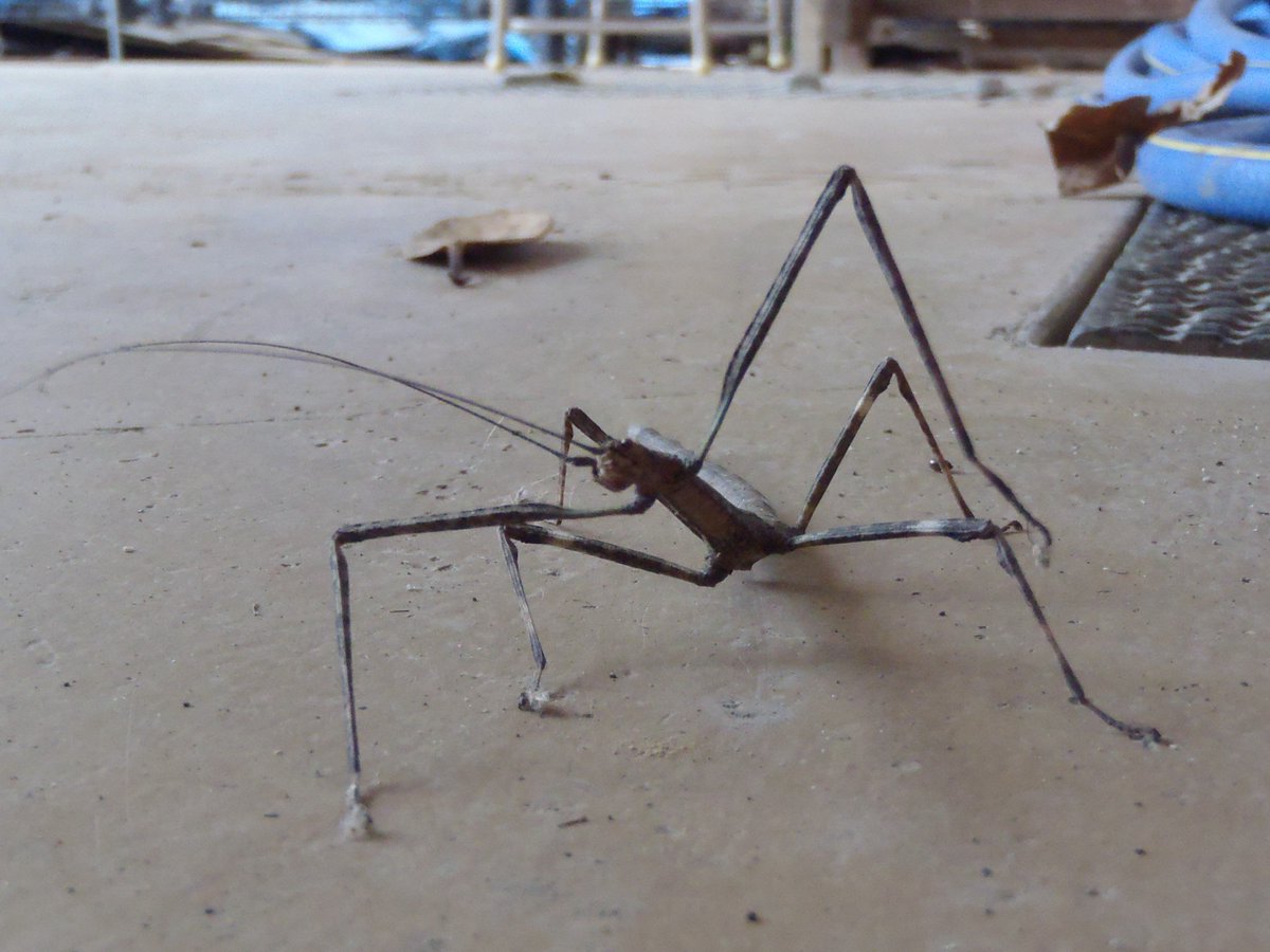 るくれるく Sur Twitter 近所のムシシリーズ ナナフシ エダナナフシ 職場で大の字にお休みしてました イタズラされるといけない ので 山に返してあげました 触ってみると本当に枝みたい 竹節虫目 昆虫 虫