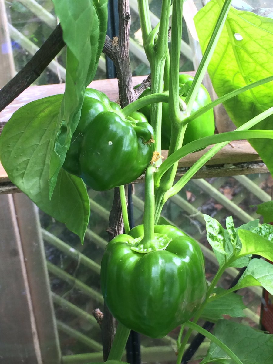 road_runner101's tweet image. These things take time...
#mindfulness #joysofgardening