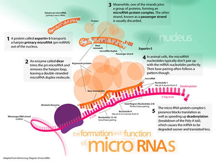 NeuroscienceNew's tweet image. A MicroRNA Plays a Role in Major Depression neurosciencenews.com/mirna-depressi… #genetics #depression #psychology #science
