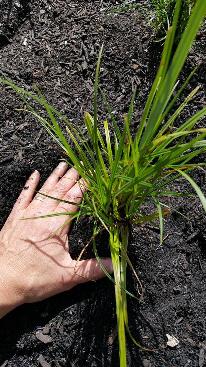 bailfog's tweet photo. Sometimes #STEM means getting your hands dirty. #science #hwk8 https://t.co/2W3UClSd1T