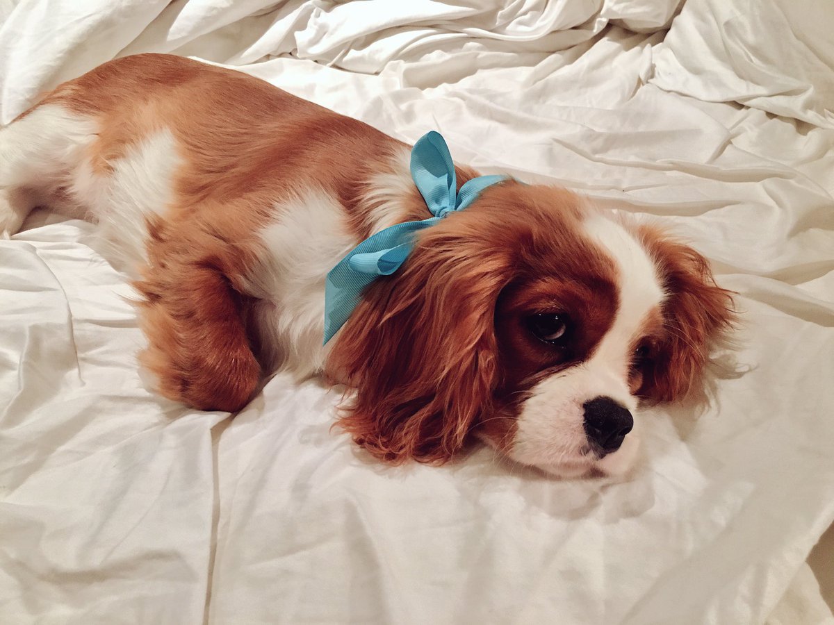 claresiobhan's tweet photo. Who's headed to @logtournament tomorrow? Come say hi! 😊💕

No Eevee though as she cant go inside 😭 She is sad, look - https://t.co/MvqR9O9uNv
