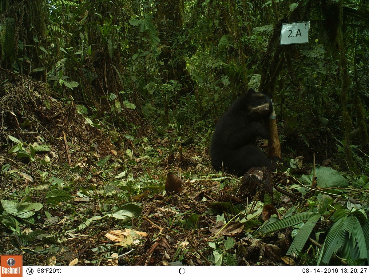 Fuller_Lab's tweet image. Excited about 1st Andean bear photos from our camera trapping study in Ecuador! #SpatialCaptureRecapture #EcuadorSCR