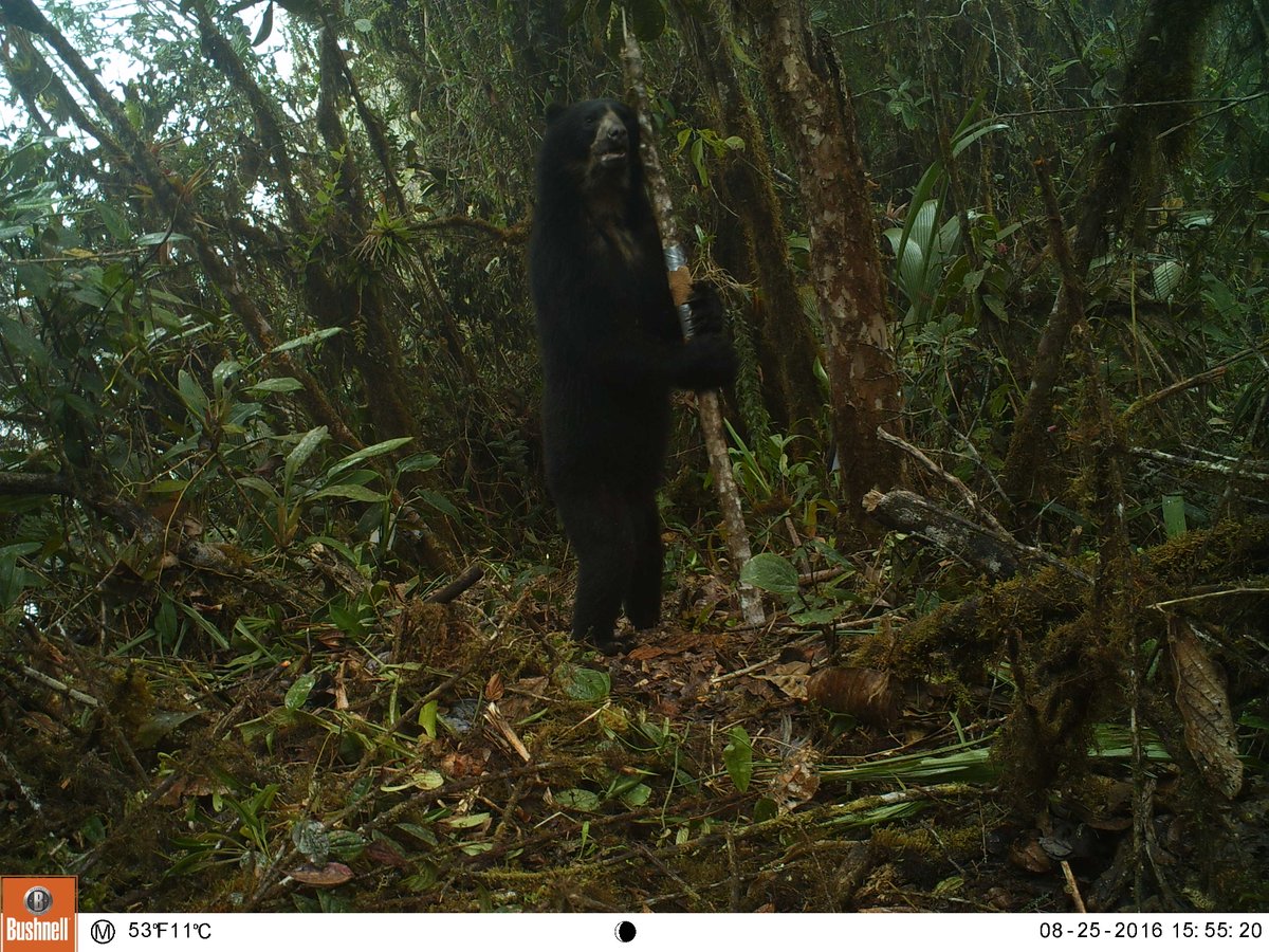 Fuller_Lab's tweet image. Excited about 1st Andean bear photos from our camera trapping study in Ecuador! #SpatialCaptureRecapture #EcuadorSCR