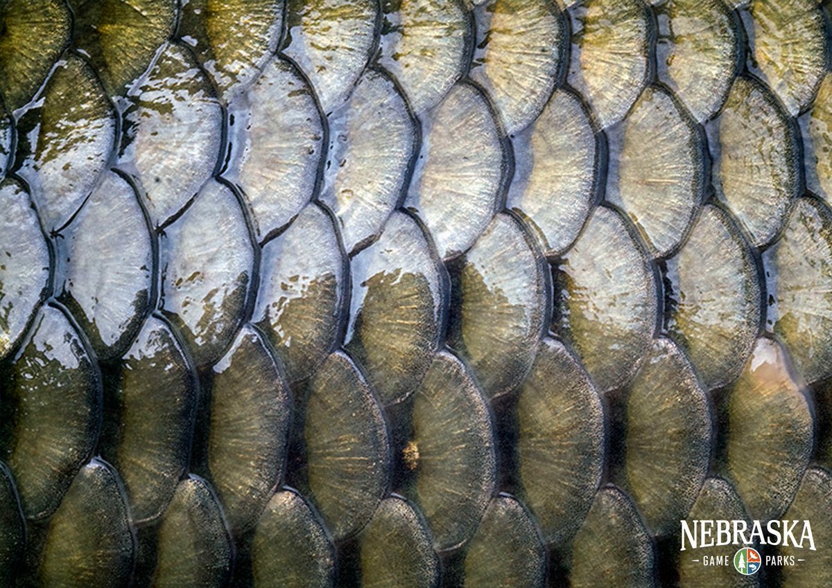 Nebraska Game and Parks on X: A fish's growth rings on its scales can be  used to estimate its age. #FishFactFriday  / X