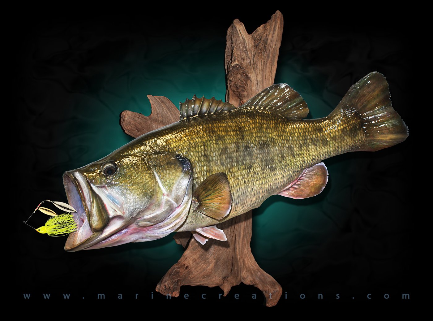 Marine Creations on X: Huge Largemouth #Bass Mount by