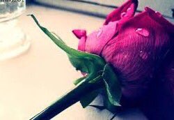 عرفت فيك حلو اللقى 
وعرفت فيك مُرّ الغياب.
#نلتقي_لنرتقي_للدعم
#قروب_فخامة_شمالي
#قروب_تمنيتك_صدفه_للدعم