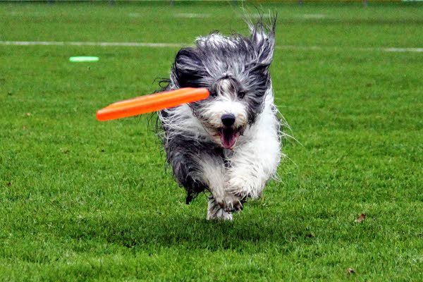 Hoe behendig zijn frisbeehonden. Kom demonstratie bekijken in Wilhelminapark op Urk om 14.00 uur