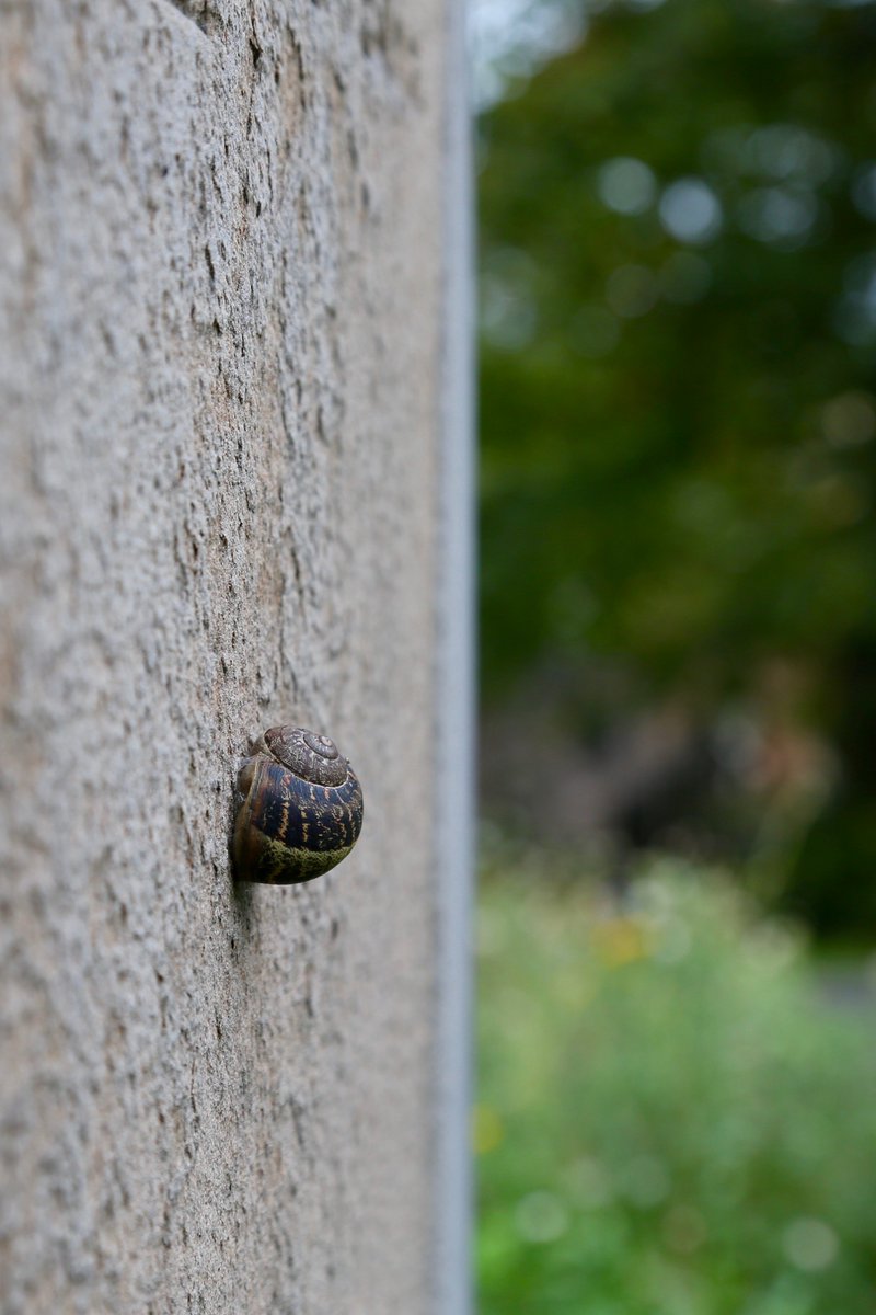 mclaurinWML's tweet photo. Tiny life hanging on in #Greyfriars. Meanwhile that tree's trying to take me to the #Sithean. The eye won't save me. https://t.co/DjxpO8Np6h